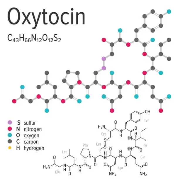 oxytocin - fior