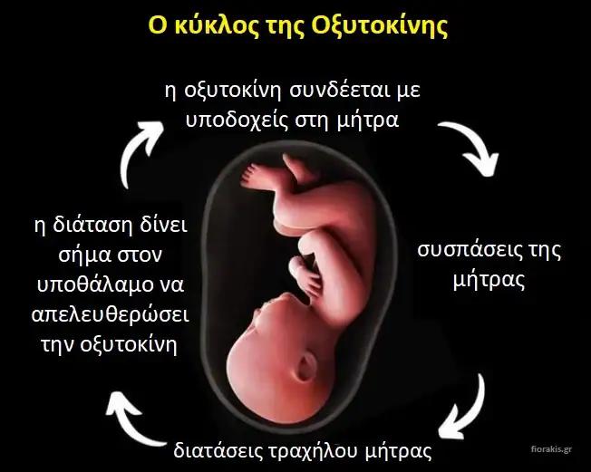 Ο κύκλος της οξυτοκίνης